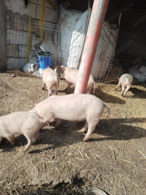 Vând 5 purcei 2 băieți   3 fete de 2luni și 3 săptămâni landrace porumb mazăre tărâțe urluiala  - imagine 2