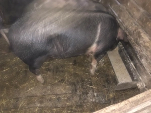 Porc de vanzare  - imagine 2