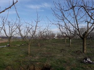 Toaletare pomi fructiferi