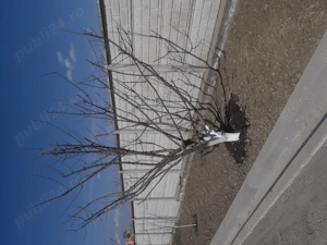 Curatare pomi fructiferi