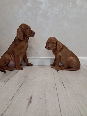 Pui Vizsla Maghiară   pedigree, vaccinați   București   Voluntari