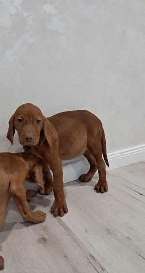 Pui Vizsla Maghiară   pedigree, vaccinați   București   Voluntari - imagine 5