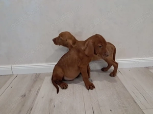 Pui Vizsla Maghiară   pedigree, vaccinați   București   Voluntari