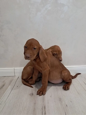 Pui Vizsla Maghiară   pedigree, vaccinați   București   Voluntari - imagine 2