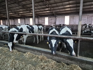 34 capete de juninci HF de vânzare - imagine 3