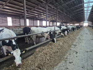 34 capete de juninci HF de vânzare - imagine 4