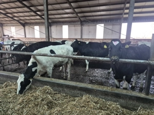 34 capete de juninci HF de vânzare - imagine 2