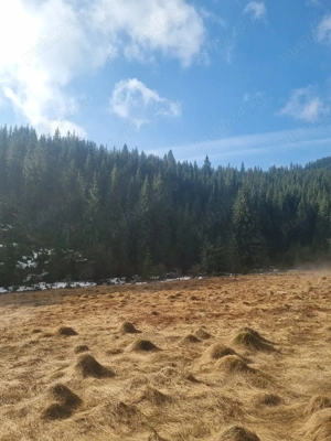 vând teren la Poiana Horea  - imagine 3