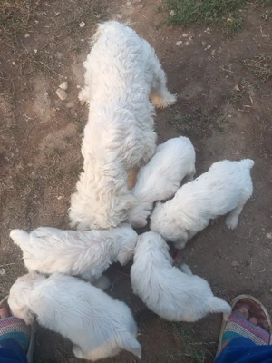 vind bison  - imagine 2