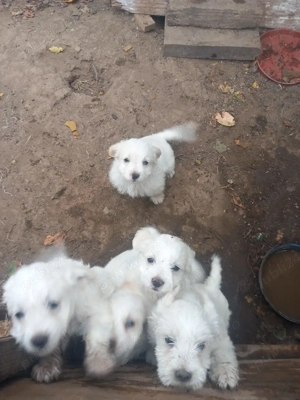 vind bison  - imagine 3