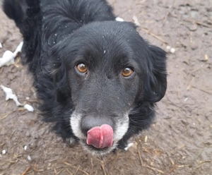 donez catel talie mica medie, pana intr-un an