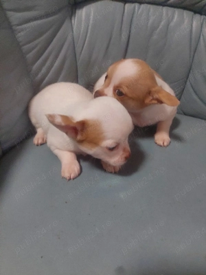 vând chihuahua - imagine 4