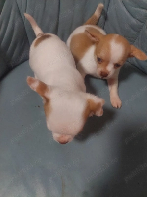 vând chihuahua - imagine 3