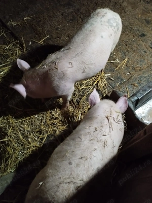 Vând vând vând vând vând porci porci din toamnă  - imagine 3