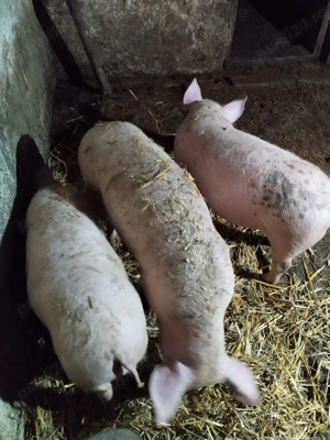 Vând vând vând vând vând porci porci din toamnă 