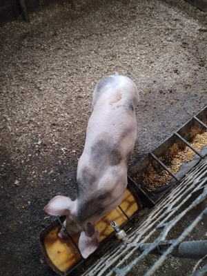 Masculllll - imagine 4