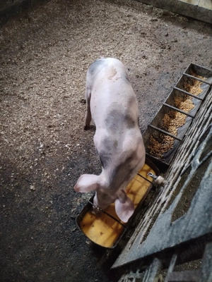 Masculllll - imagine 2