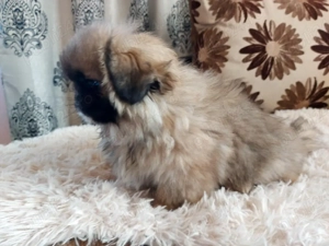 baiat de 3 luni ,vaccinat la zi si carnet de sanatate - imagine 3