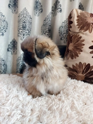 baiat de 3 luni ,vaccinat la zi si carnet de sanatate