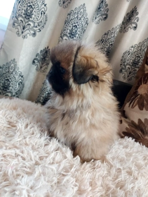 baiat de 3 luni ,vaccinat la zi si carnet de sanatate - imagine 2