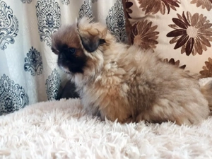 baiat de 3 luni ,vaccinat la zi si carnet de sanatate - imagine 4