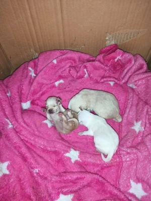 Cătalusi chihuahua pui - imagine 4