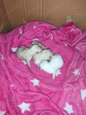 Cătalusi chihuahua pui - imagine 2