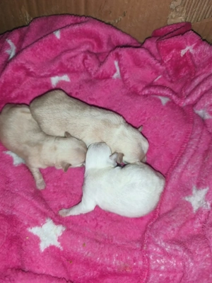 Cătalusi chihuahua pui