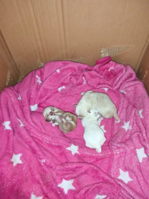 Cătalusi chihuahua pui - imagine 3