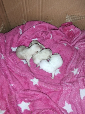 Vând pui cățeluși chihuahua  disponibil din 8 martie  - imagine 2