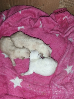 Vând pui cățeluși chihuahua  disponibil din 8 martie 