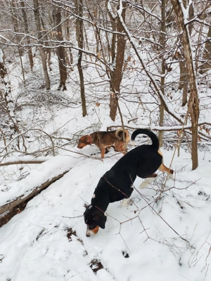 Copoi ardelenesc tricolor