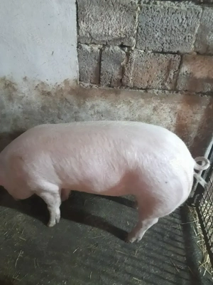 Vind Scrofita de reproducție Landras cu Marele Alb. 