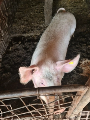 Vand porci mari - imagine 4