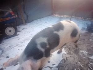 Porc de vânzare - imagine 2