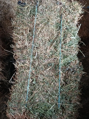 baloti lucerna de vanzare