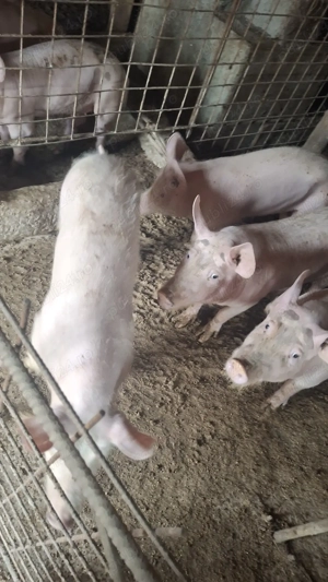 Proci de Vânzare. Rasa marele alb. - imagine 4