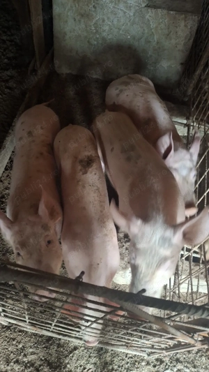 Proci de Vânzare. Rasa marele alb.