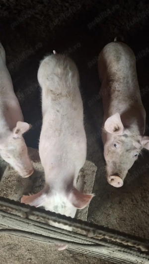 Proci de Vânzare. Rasa marele alb. - imagine 2