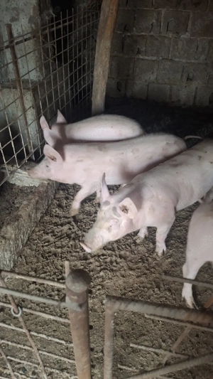 Proci de Vânzare. Rasa marele alb. - imagine 3