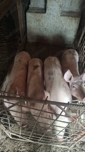 Proci de Vânzare. Rasa marele alb. - imagine 5