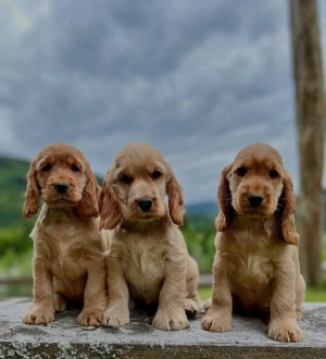 Pui Cocker Spaniel - Firma Autorizată, Garanție Veterinară  - imagine 2