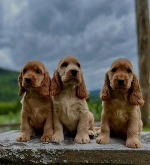 Pui Rasa Cocker Spaniel- Exemplare Premium,  Transport autorizat  - imagine 3