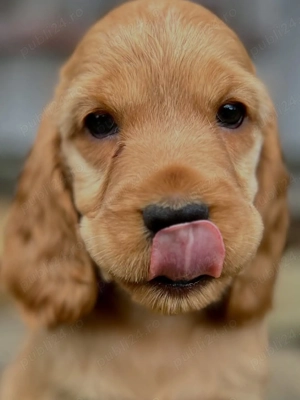 Pui Rasa Cocker Spaniel- Exemplare Premium,  Transport autorizat  - imagine 2