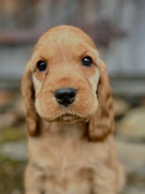Pui Rasa Cocker Spaniel- Exemplare Premium,  Transport autorizat 