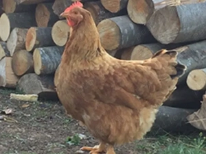 de vanzare gaini  - imagine 2