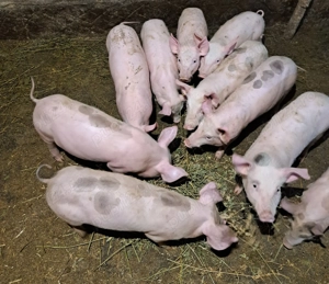 Purcei de vanzare  - imagine 2