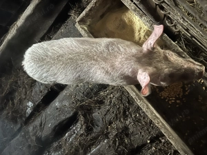 Vând o purcea de 14 săptămâni  - imagine 3