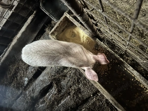 Vând o purcea de 14 săptămâni  - imagine 2