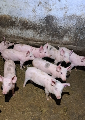 Purcei de vanzare  - imagine 3